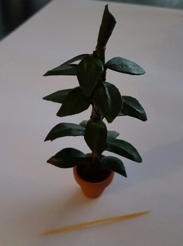 La feuille naissante et un poils grooooosse